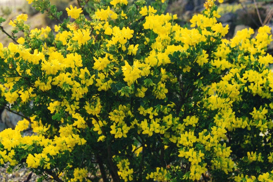 Coronilla valentina ssp glauca 